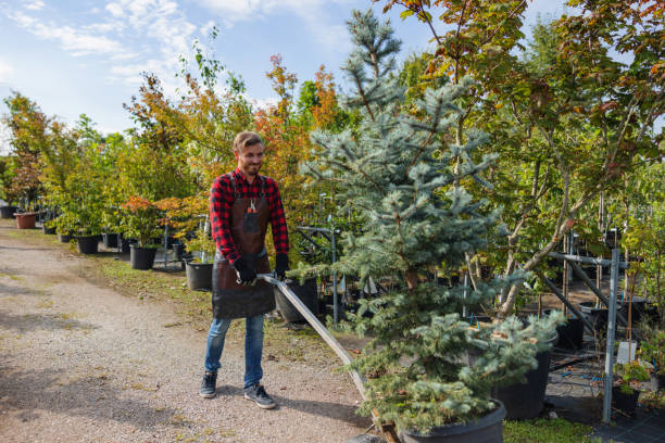 Best Emergency Tree Removal  in Calvert City, KY